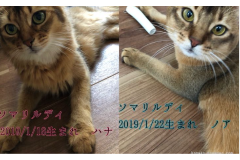 成約済の京都府のソマリ-25056の2枚目